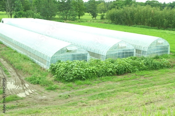 Obraz ビニールハウス