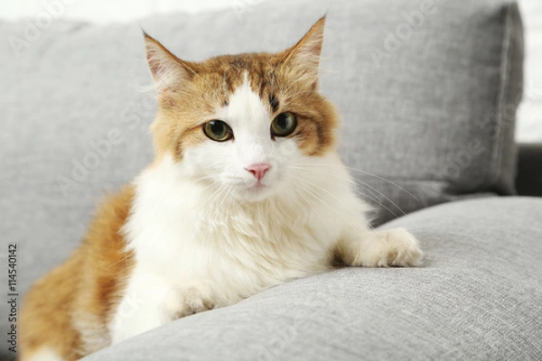 Fototapeta Beautiful cat on a grey sofa, close up
