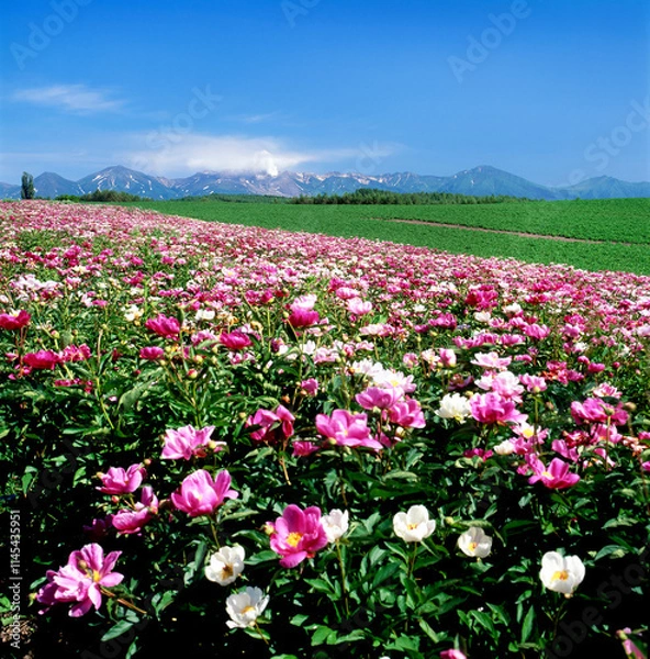 Fototapeta 芍薬と十勝岳連峰（美瑛町）.