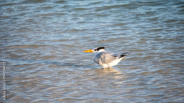 Obraz Sterna Maxima on the shore. 