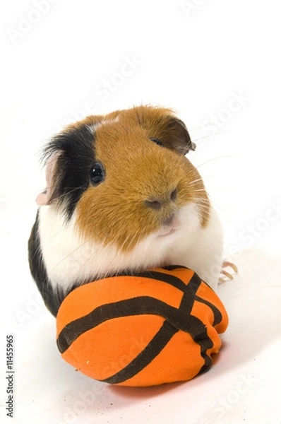 Fototapeta guinea pig is playing basketball