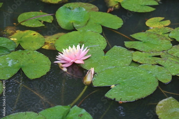 Obraz スイレンの花