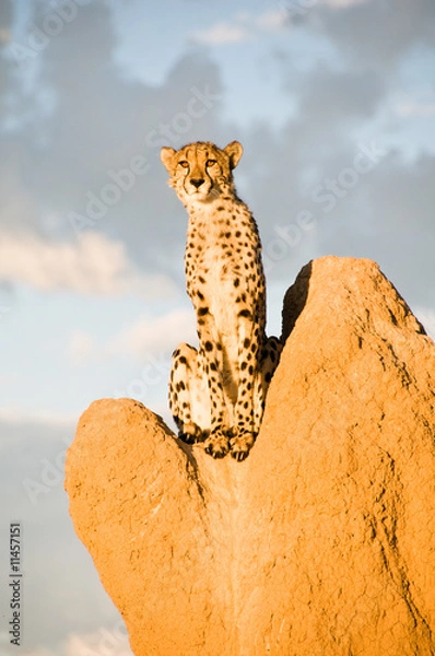 Obraz Cheetah on Termite Mound