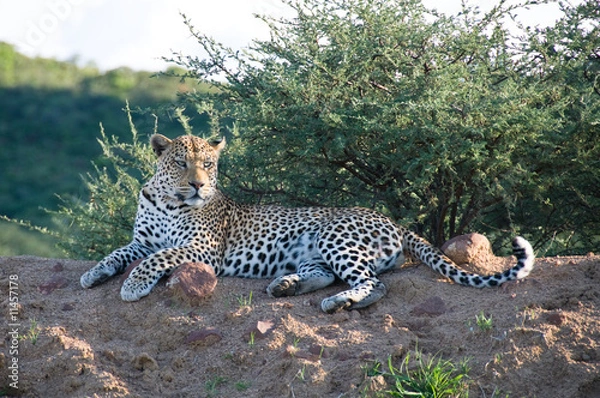 Obraz Leopard resting