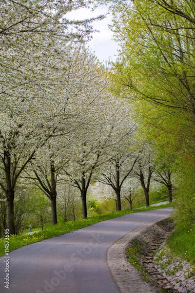Fototapeta Cherry blossom