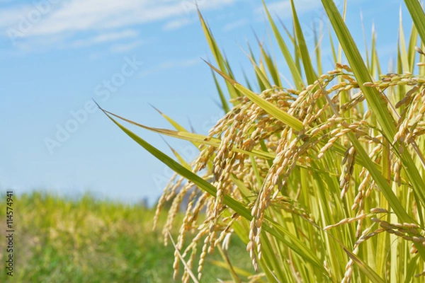 Fototapeta 稲穂 青空背景
