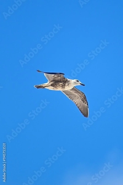 Obraz seagull in flight