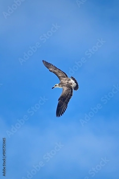 Obraz osprey in flight