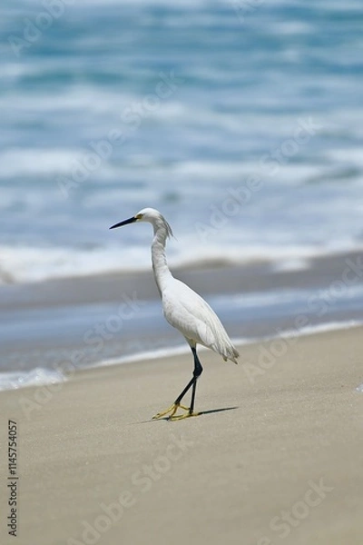 Obraz heron on beach