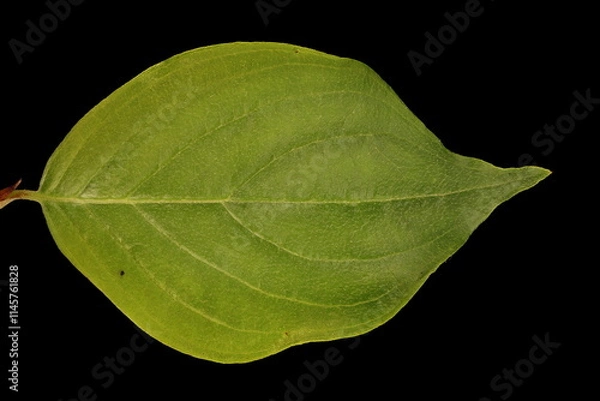 Fototapeta Cornelian Cherry (Cornus mas). Leaf Closeup