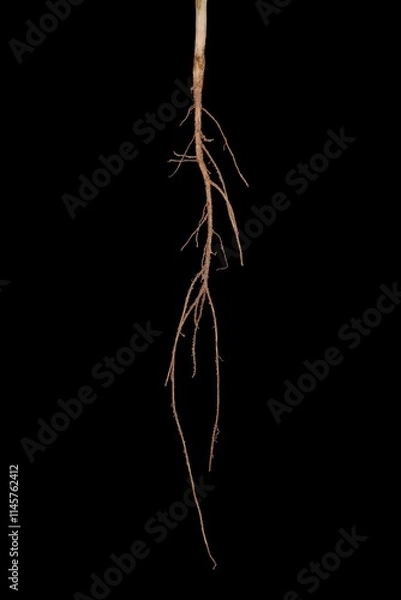Obraz Fenugreek (Trigonella foenum-graecum). Root Closeup