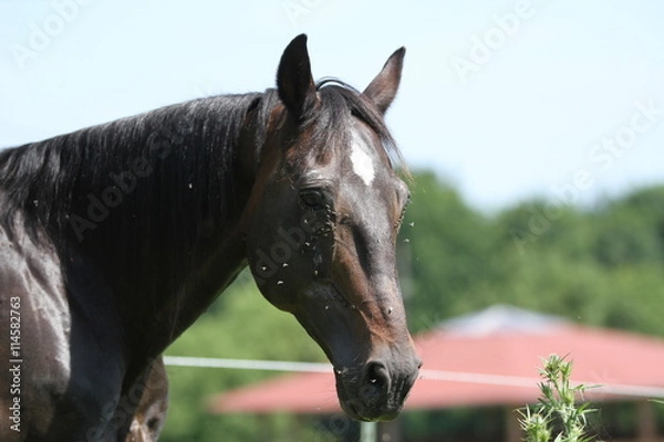 Obraz Portret Brauner - Plaga much