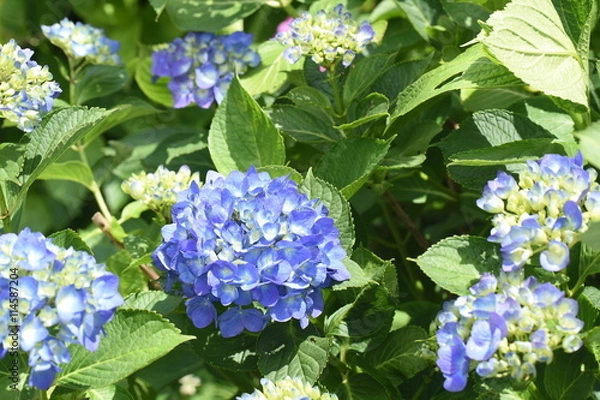 Obraz 緑色の薄い顔立ち