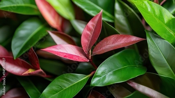 Fototapeta Tropical greenery arrangements with palm leaves and dense foliage, evoking a serene and exotic jungle vibe imagine product photography,