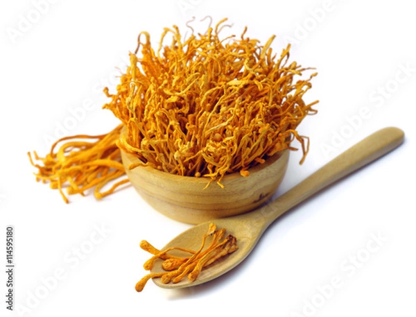 Fototapeta dried cordyceps militaris mushroom isolated on white background