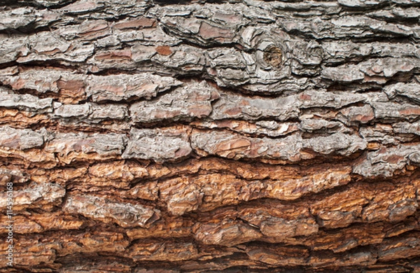 Fototapeta Old Wood Tree Texture