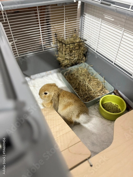 Obraz Cozy Moments with a Little Bunny