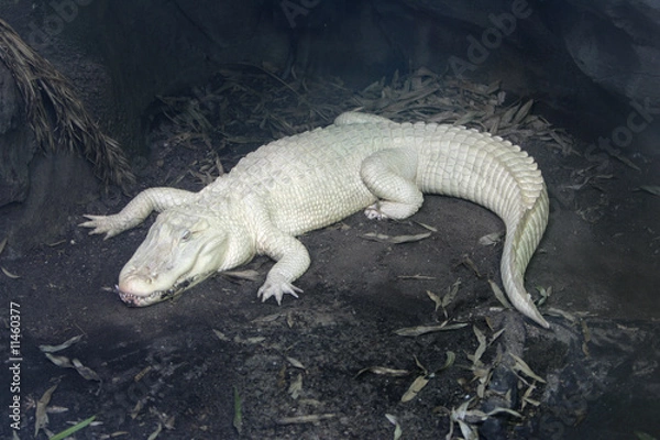 Obraz aligator albinos