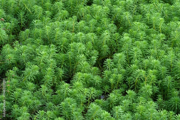 Obraz 沼地にびっしりと茂るオオフサモ