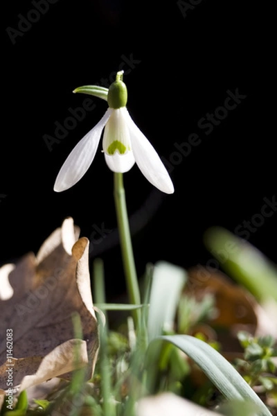 Obraz Snowdrop