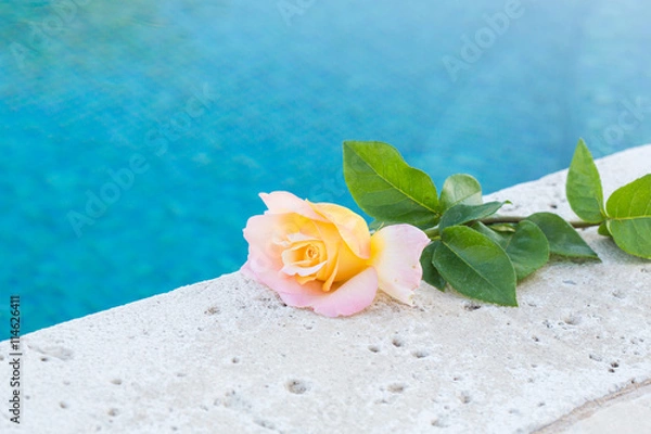 Fototapeta yellow rose on the stone background near the swimming pool close up