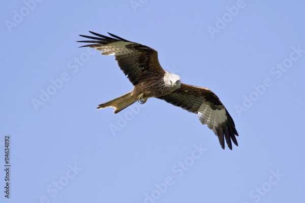 Fototapeta Milano real (Milvus milvus) volando en un cielo azul buscano presas