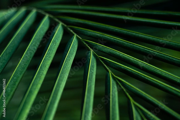 Fototapeta palm leaf texture