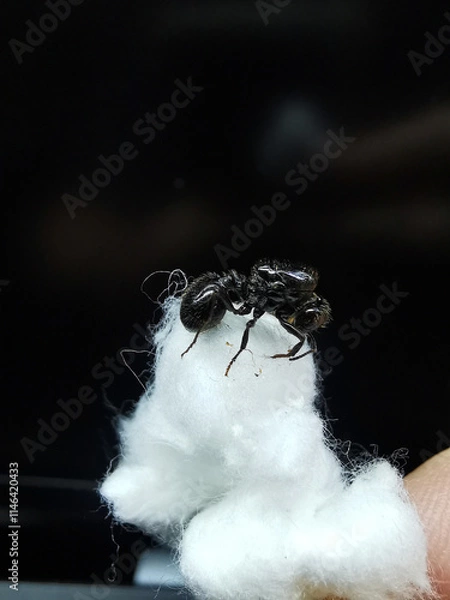 Obraz macro of a Messor barbarus ant