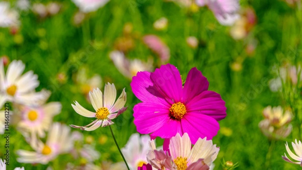 Fototapeta ピンクと白のコスモスが咲く風景