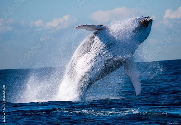 Obraz A humpback whale breaching