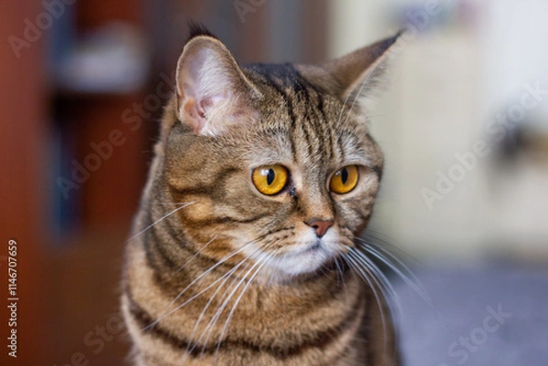 Obraz portrait of a cat