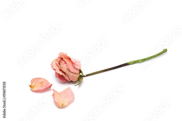 Fototapeta Dried roses isolated