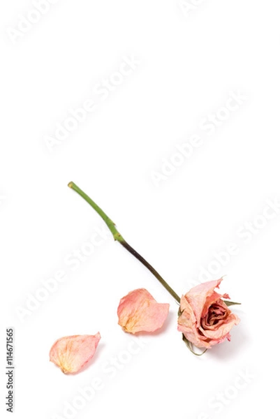 Fototapeta Dried roses isolated