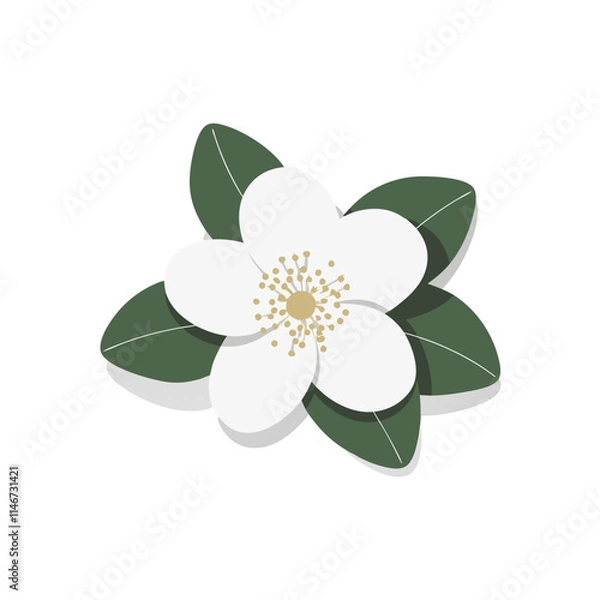Fototapeta  Simple Vector Illustration of White Magnolia Flower with Green Leaves