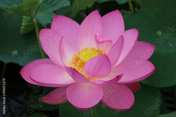 Fototapeta 古代蓮の花