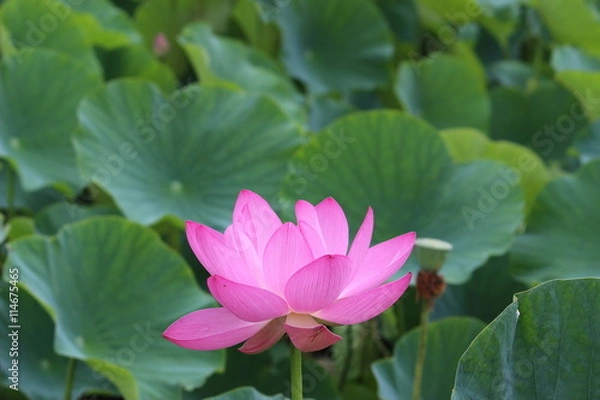 Fototapeta 古代蓮の花