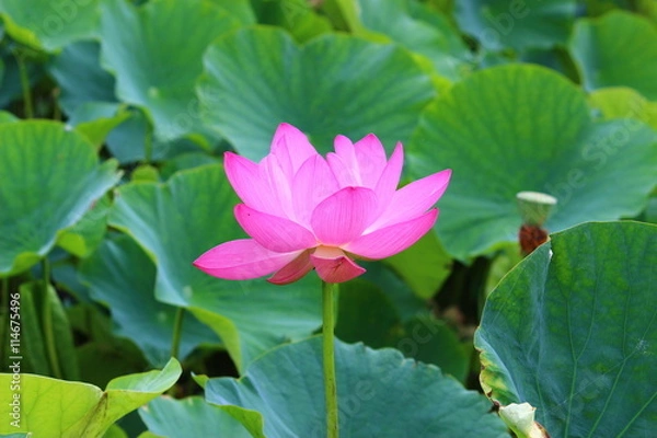 Fototapeta 古代蓮の花