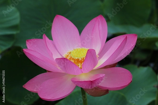 Fototapeta 古代蓮の花