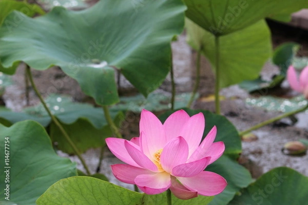 Fototapeta 古代蓮の花