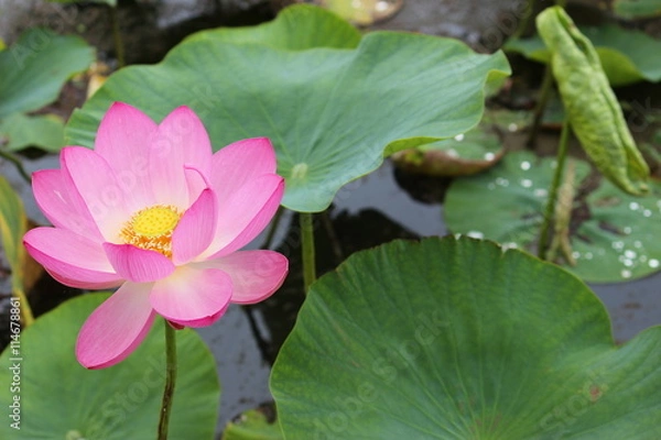 Fototapeta 古代蓮の花と葉っぱ