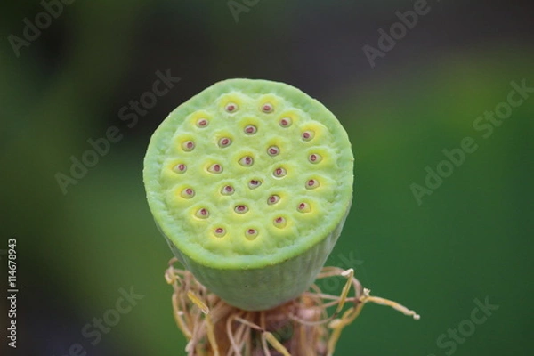 Fototapeta 古代蓮の花托