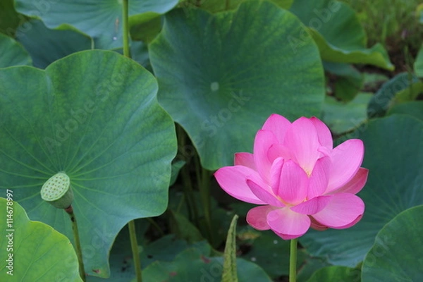 Fototapeta 古代蓮の花と花托