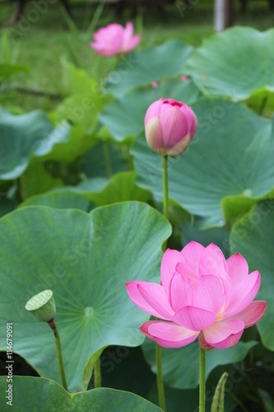 Fototapeta 古代蓮の花