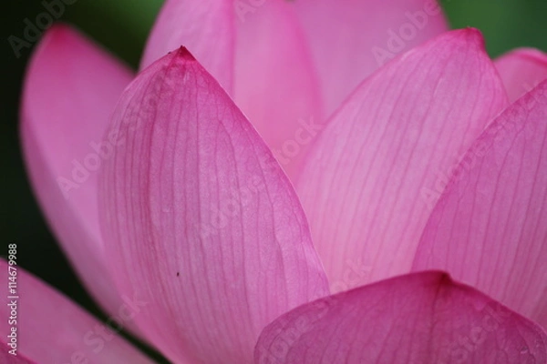 Fototapeta 古代蓮の花びら