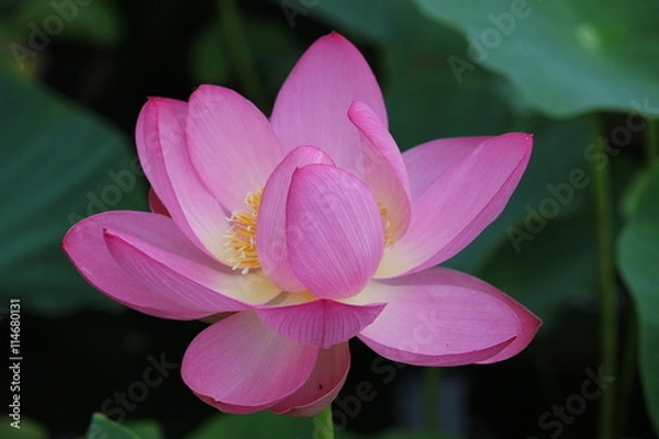 Fototapeta 古代蓮の花