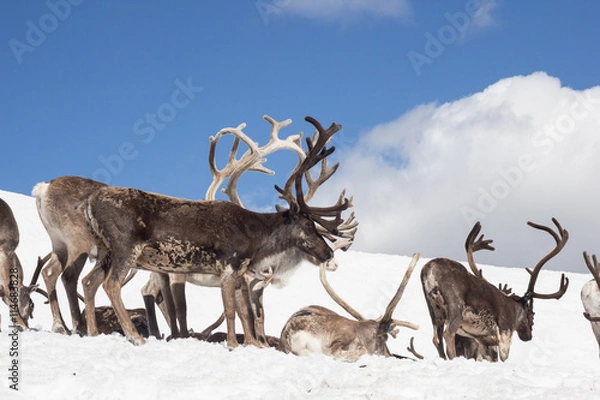 Fototapeta Reindeer, Norway