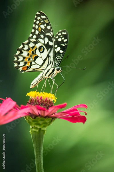 Obraz Butterfly and Flower