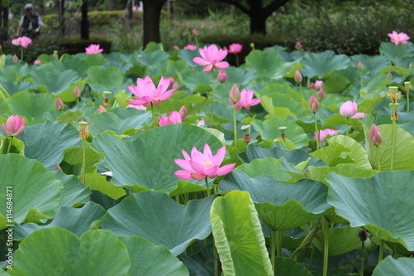 Fototapeta 蓮の群集