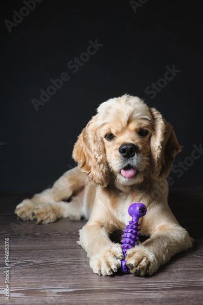 Fototapeta Dog playing with a toy.