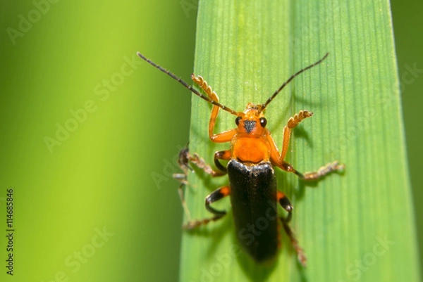 Fototapeta Beetle - Firefighter posing on a blade of grass